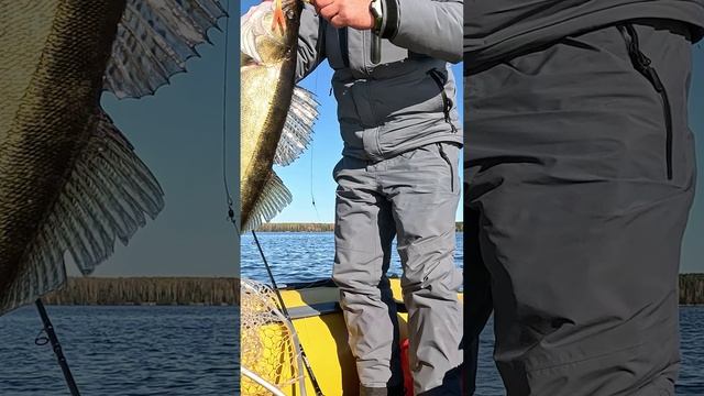 Дал, так дал!!! Классическая поклёвка судака!!! #fishing #рыбалкасподвохом #рыбалка #ловлясудака смотреть онлайн