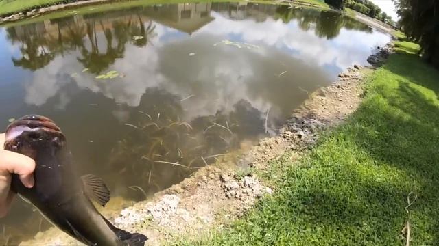 NETTING *RARE* Snakehead FRY in CLEAR Urban Creek! смотреть онлайн