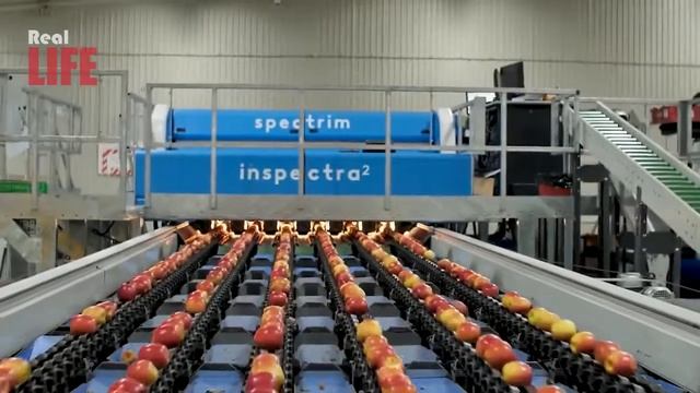 Harvesting Apple Farming Apple Processing Apple. Incredible Apple Modern Agriculture Technology смотреть онлайн