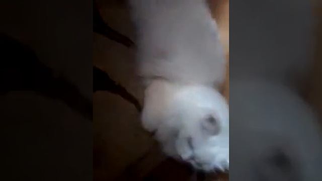 Обзор на чехол и моя кошка Люся смотреть онлайн