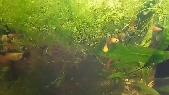 Корики отстрелялись. Мечи седят. смотреть онлайн