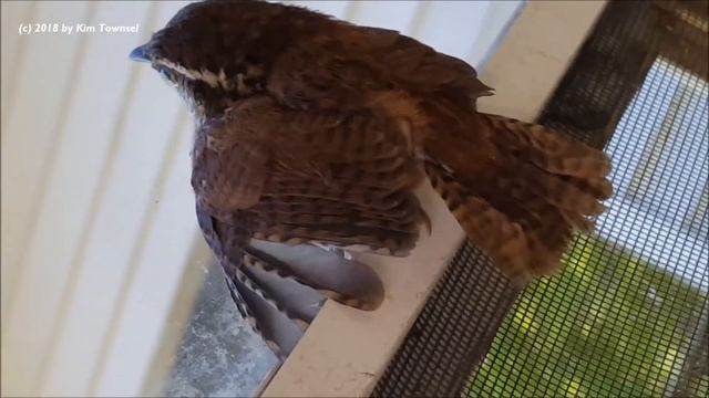 Close Up of Bird Perched on Window in Carport - He Found His Way Out! смотреть онлайн