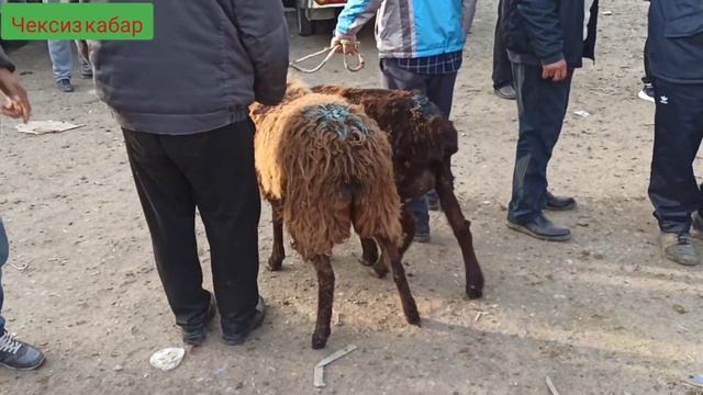 Араван мал базарын көрүңүздөр//15.04.2021 смотреть онлайн