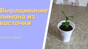 Выращивание лимона из косточки в домашних условиях
