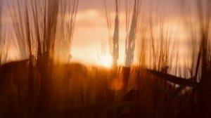 Умиротворяющие звуки летнего поля: природа, птицы, ветер