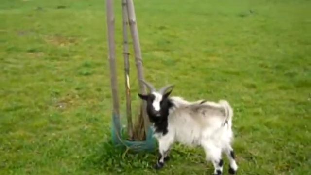 Symulator kozy w realu / Goat Simulator in real life смотреть онлайн