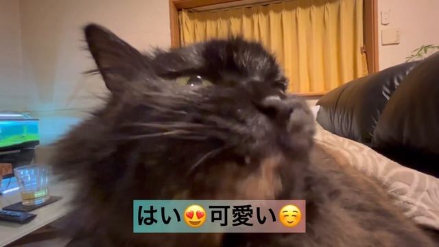 猫のNight routine〜コストコのブランケットがお好き【iPhone13】で超広角撮影 смотреть онлайн