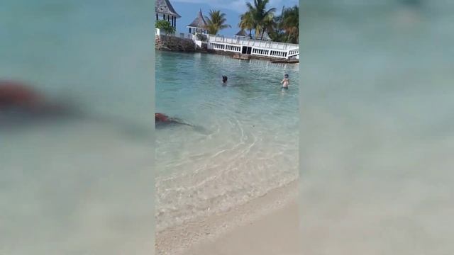 Day Pass at One of Jamaica's Resort: SeaGarden Resort-Montego Bay Jamaica смотреть онлайн