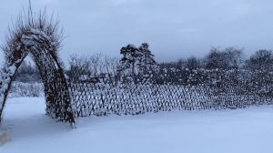 Русская ива. Видео-обзор. Живая, зимняя беседка и изгородь.