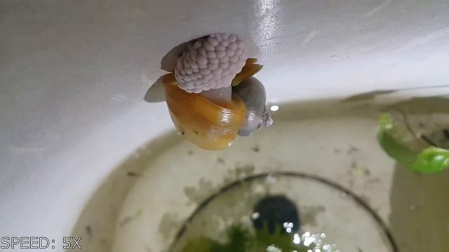 APPLE SNAIL LAYING EGGS смотреть онлайн