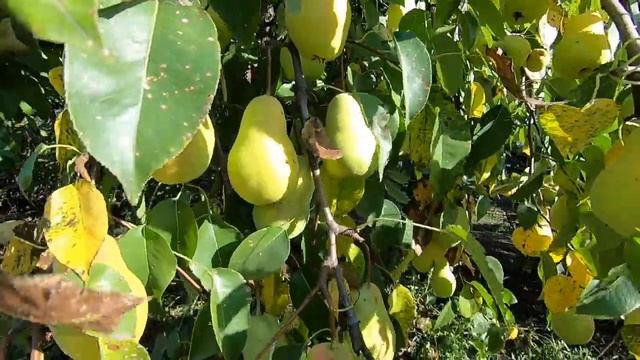 Груши,GoPro HERO7 Black смотреть онлайн