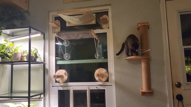 We Catify Our Home! Part 3: Window-Suction Cat Bed Hammocks and Steps REMIX смотреть онлайн