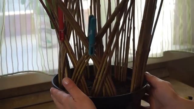 Русская ива. Мастер-класс по плетению живого дерева из ивы. смотреть онлайн