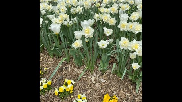 iPhone 12 vs dslr смотреть онлайн