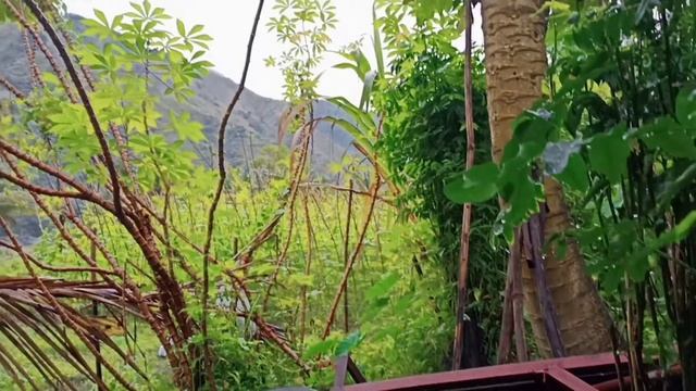 CINEMATIC SHOTS IN THE PHILIPPINE COUNTRYSIDE USING ANDROID PHONE(REALME 6) смотреть онлайн
