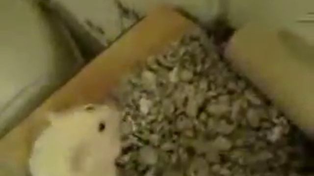 My hamster female смотреть онлайн