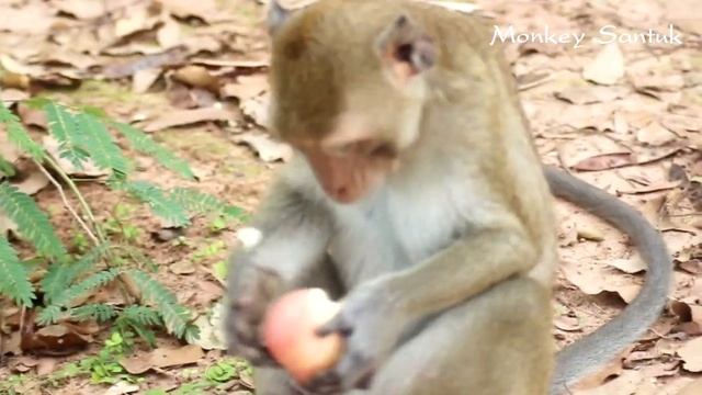 Monkey Santuk | Wow, congratulation! finally they monkeys got apples to eat, yummy yummy смотреть онлайн