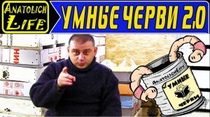 Дендробена. Бизнес дома для мужчин. Разведение червей.
