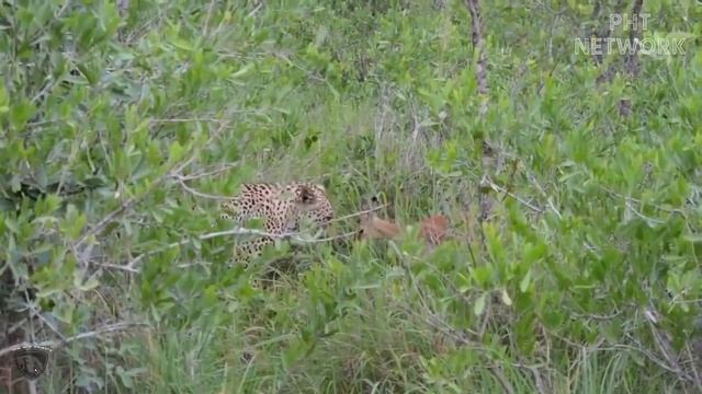 Crazy Leopards Break Car Windows and Chase Humans Fiercely || Leopard vs Human, Hyena, Impala смотреть онлайн