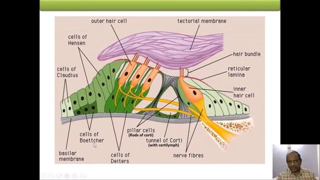 EAR PHYSIOLOGY & BIOPHYSICS BY DR ANAND BADWE смотреть онлайн