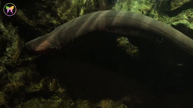 Electric Eel Symbolism смотреть онлайн