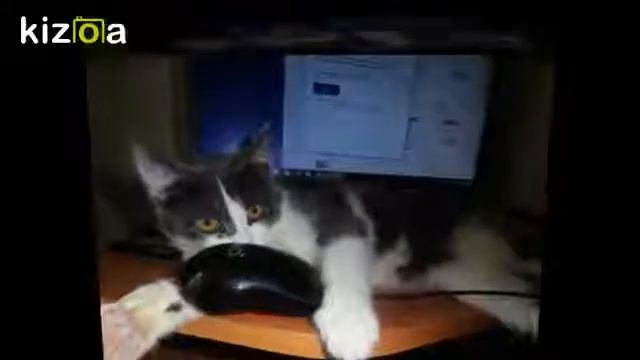 Кошка Муся смотреть онлайн