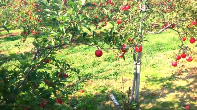 APPLE PICKING in Canada 🇨🇦 || Have fun with Laureen смотреть онлайн
