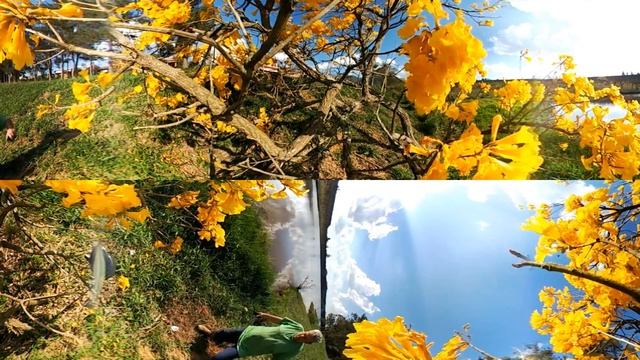 LG 360° CAM Spherical 360 Video #3 - A visão do Ipê. смотреть онлайн