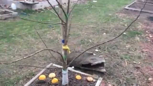 Dwarf 5 n 1 Apple tree. It’s second year since planted.#1 смотреть онлайн