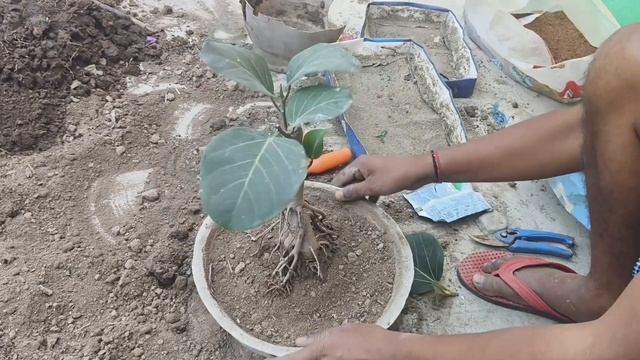 Bonsai Tree Reporting | Jujube Plant Bonsai | Apple Plum Plant Reporting смотреть онлайн