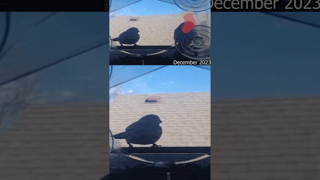 Bird Feeder Time-lapse Splendor смотреть онлайн