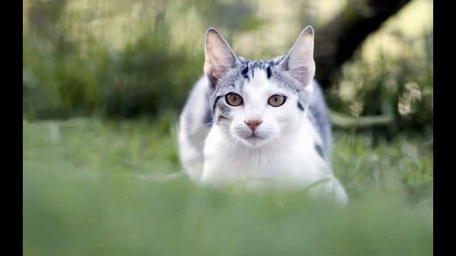 50 Amazing Animals HD Wallpapers 2013 Collection смотреть онлайн