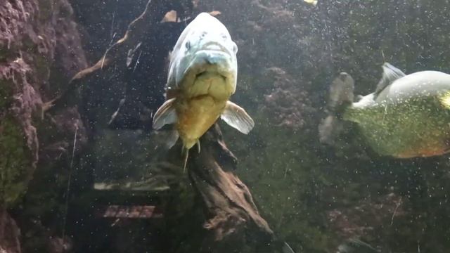 Аквариум,Льеж,ч3- пираньи