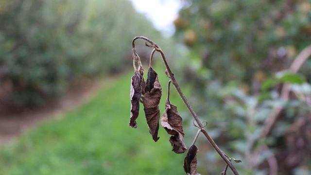 How diseases impact quality and yield of apples and what are some disease management options? смотреть онлайн