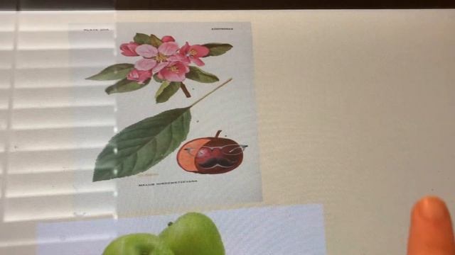 Apple Club 3/19 смотреть онлайн