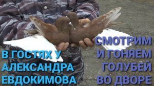 В гостях у Александра Евдокимова. Смотрим и гоняем голубей во дворе. Николаевские голуби.