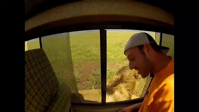Viral video: Safari tourist opens car window to pet lion, instantly regrets it смотреть онлайн