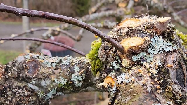 A day in my life/March vlog 2023/Apple tree pruning, how I do it. смотреть онлайн
