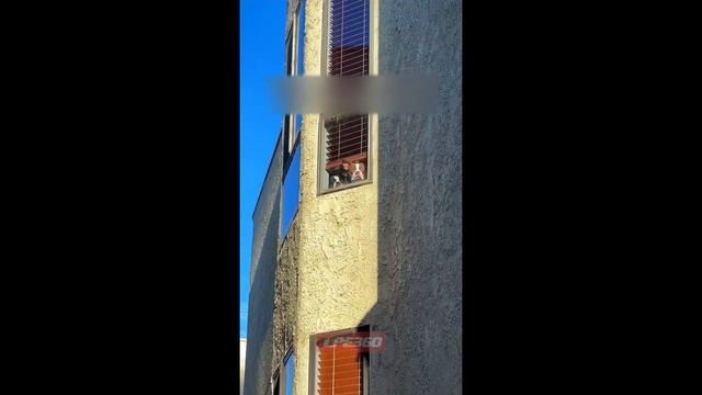 Dogs look out of window angry смотреть онлайн