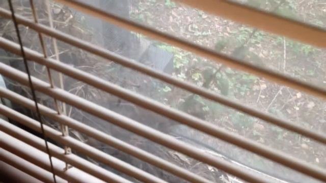 Here is a clip of day old birds that were born in a nest between the window and screen at our home. смотреть онлайн