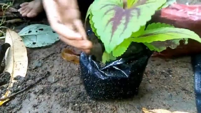 wah........bagus 9 jenis bunga Miana bermacam-macam warna, sekaligus cara menanamnya,seru guys.... смотреть онлайн