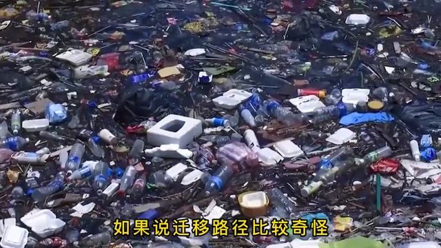宁波那条鲸鱼为什么会搁浅？获救后会不会再次搁浅？鲸鱼会自杀？ смотреть онлайн