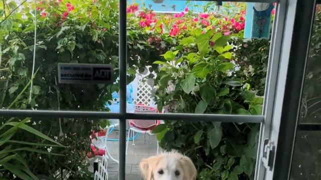 Peek a boo! Momo found Mommy over the window and wag her long tail!　みっけた！ママが窓の向こうに見つけて長い尻尾フリフリ смотреть онлайн