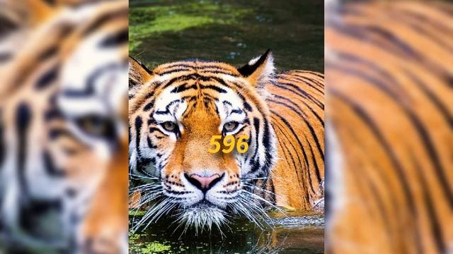 CÓDIGO SAGRADO 596. PARA INVOCAR ANIMALES DE PODER. ES PARA EL TIGRE. смотреть онлайн