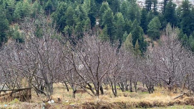 Bagori Village Vlog-6 | Harshil Valley Tour | Uttarakhand's Most Beautiful Village #pahadi смотреть онлайн