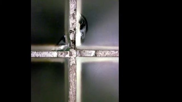 "PRESENT IN THE ABSENCE OF ANGELS - MACBA, BARCELONA смотреть онлайн