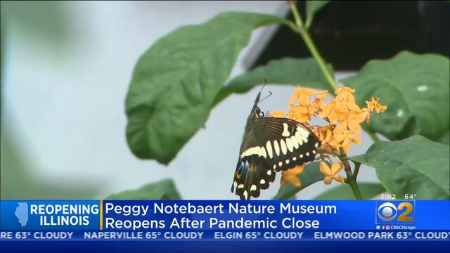 Chicago's Peggy Notebaert Nature Museum In Lincoln Park Reopens Thursday смотреть онлайн
