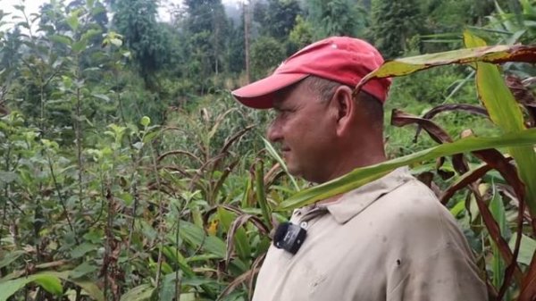 कालेबुङ जिल्ला भित्र देखियो पहिलोपल्ट "Golden Apple" को खेती ।