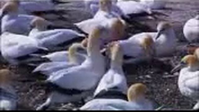 Wildlife Windows 7 Sample Video 2 смотреть онлайн