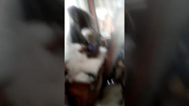 Мой пес смотреть онлайн